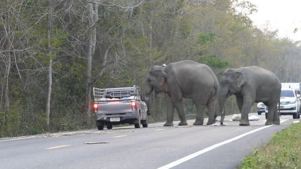Слон в Таиланде2
