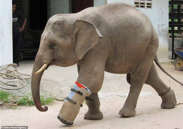 Слон инвалид1